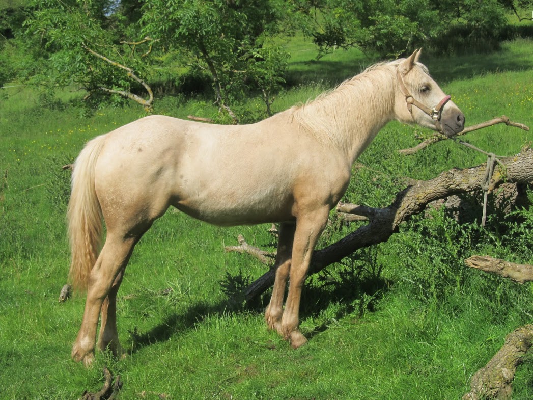 Quarter Horse cross Welsh Cob, Wilden Charm